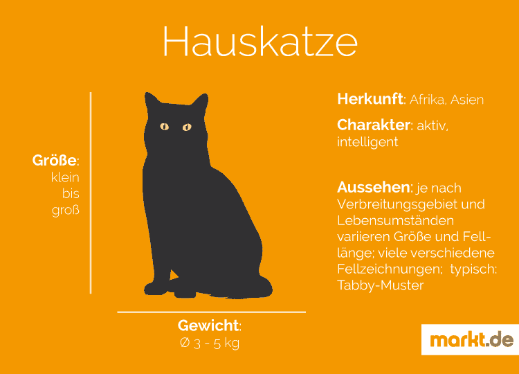 Hauskatze Rasseportrait: Charakter, Farben und Zucht