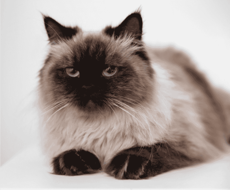 Balinese Cat Personality: How Do Balinese Cats Act?