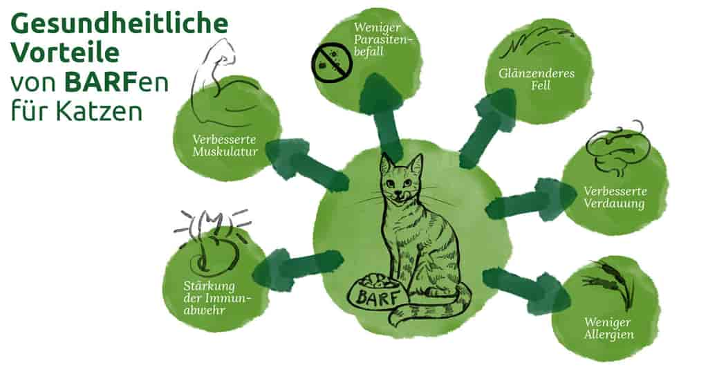 Barfen Katze – Erste Schritte bei der Rohfütterung