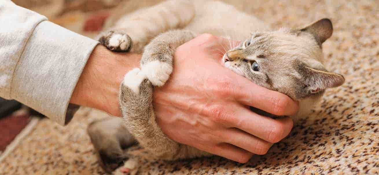 Warum beißt mich meine Katze ohne Grund, und wie kann ich das verhindern?