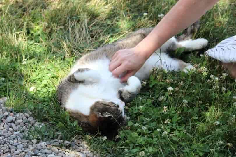 My Cat’s Showing His Belly, Does He Want a Belly Rub? Facts & FAQ