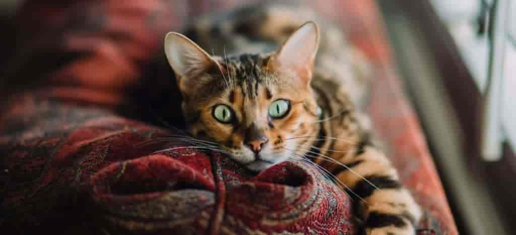 Bengal Cats: Facts & History Behind the Breed