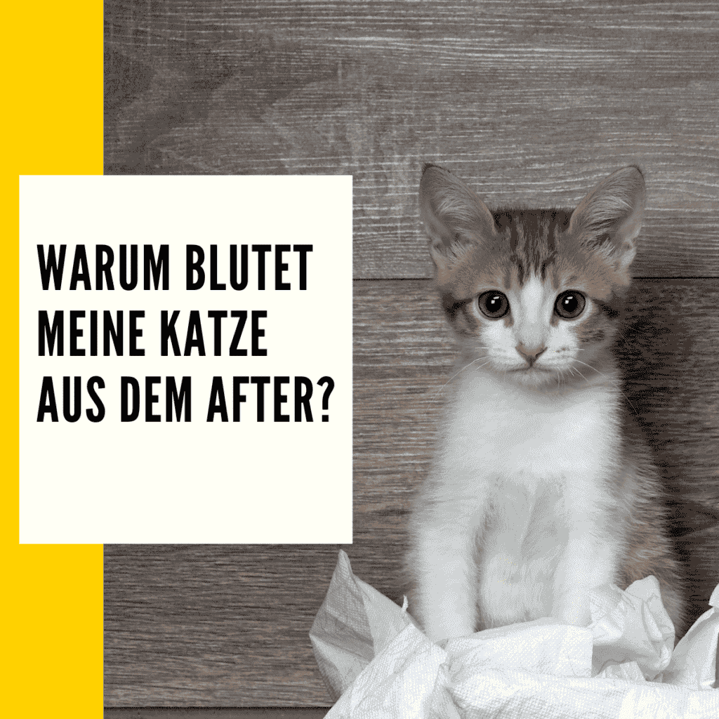 Katze Blut im Stuhl: Mögliche Ursachen & Tipps dagegen!