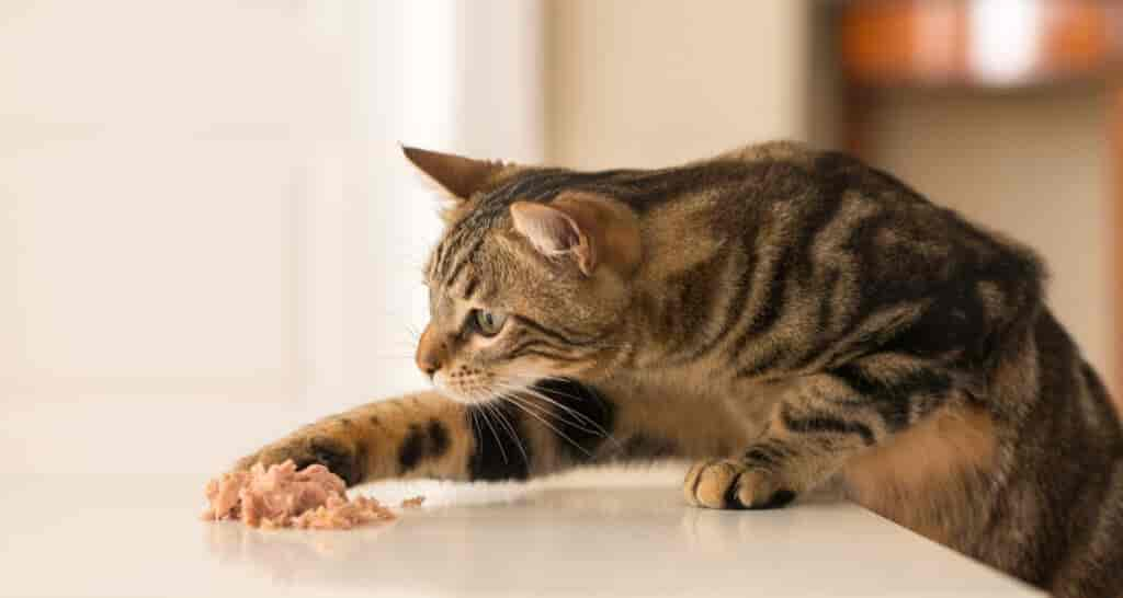 Chronische Niereninsuffizienz der Katze