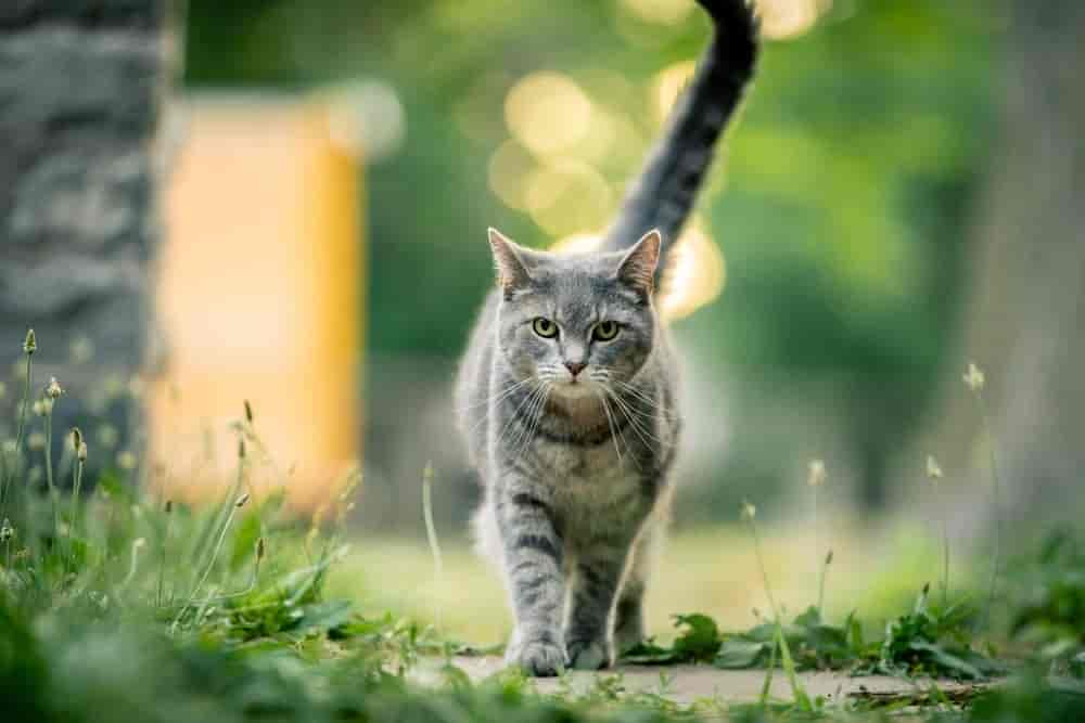 10 Tipps, wie Sie Ihre Katze zum ersten Mal sicher nach draußen bringen