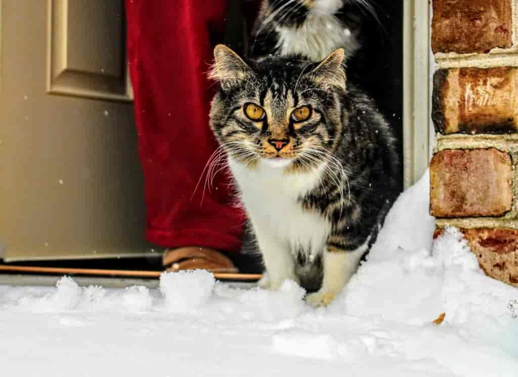 Tipps für Freigänger-Katzen im Winter