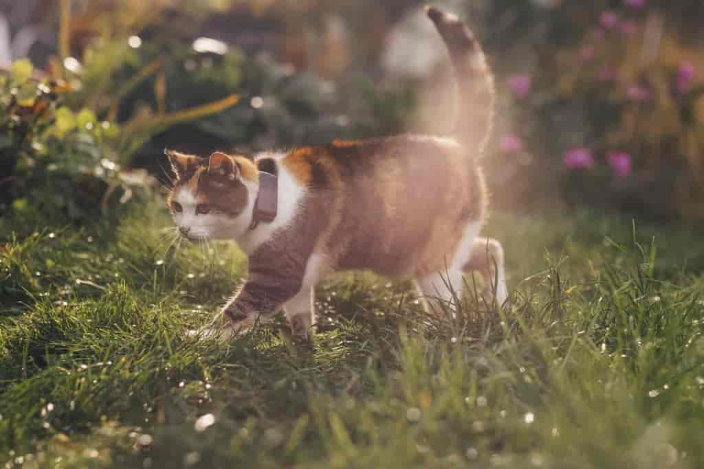 Deine Katze frisst nicht mehr? Das könnte der Grund sein und so kannst du ihr helfen