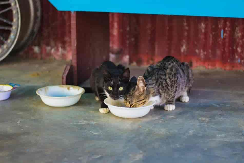 Eure Katze frisst zu viel und zu schnell? Das könnt Ihr dagegen tun!