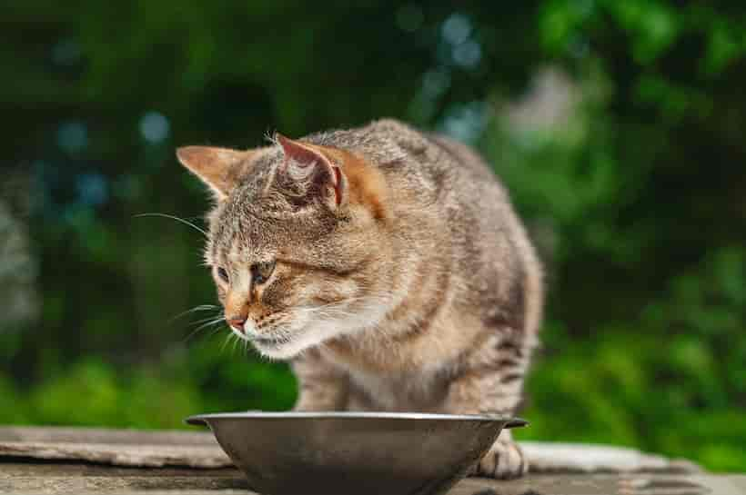 Die Katze hat Bauchschmerzen: Wie erkennst Du das und was kannst Du tun?