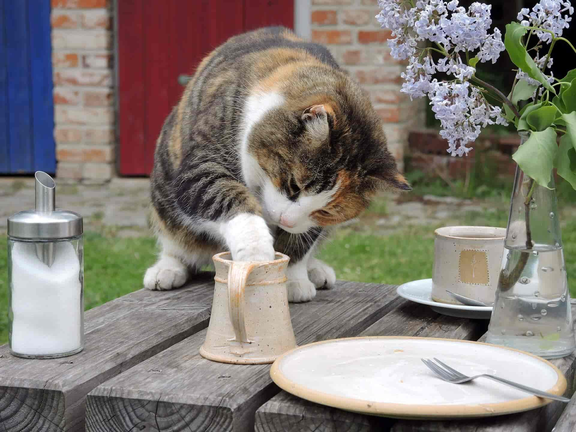 Mundgeruch bei Katzen – Was du dagegen tun kannst