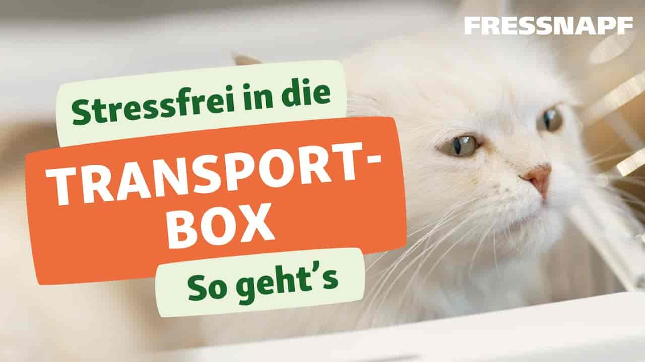 Die Katze will nicht in die Transportbox? Tipps und Tricks