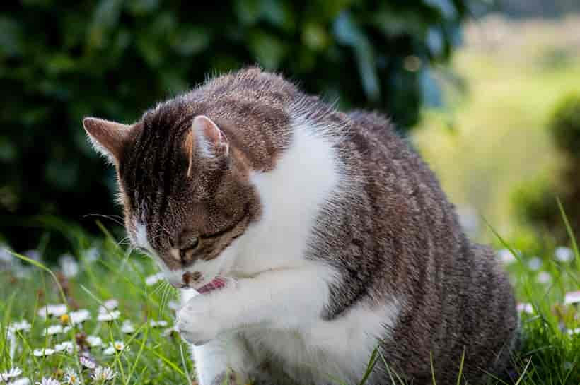 Katze verliert Fell: Ab wann es bedenklich ist und was hinter kahlen Stellen steckt