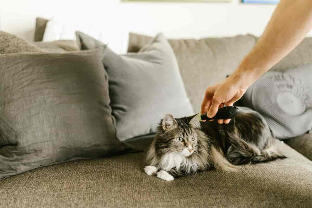 Katze kämmen und bürsten: Die besten Tipps für Katzen mit langem Fell