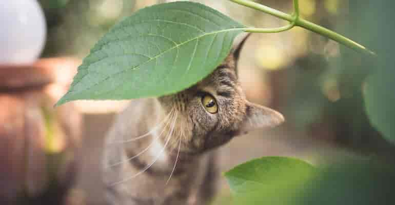 Aus der Sicht einer Katze: Warum Klettern sie so gern auf Bäume?