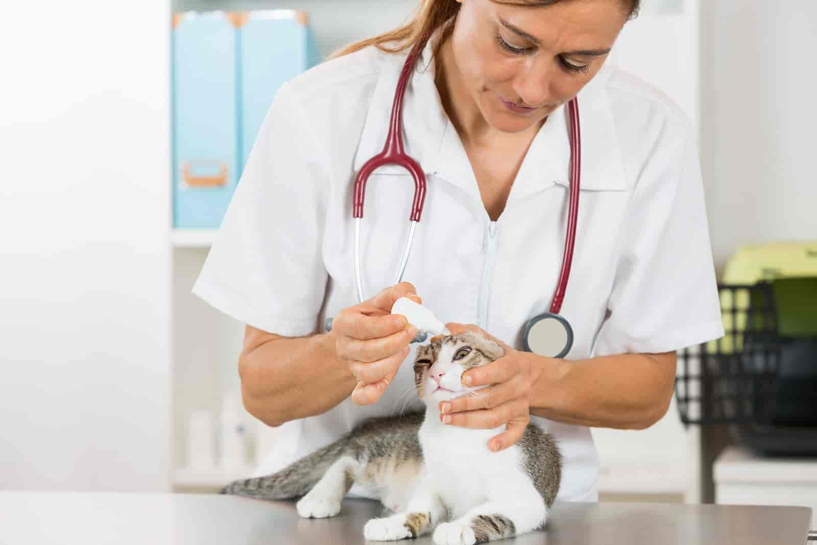 Augenpflege bei Katzen: Erkennung und Prävention von 6 häufigen Augenbeschwerden bei Katzen