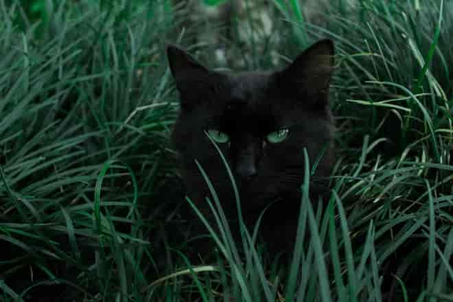 Katze verschwunden – Wie lange auf ihre Rückkehr hoffen?