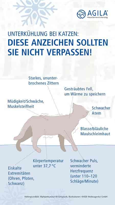 Hypothermie: Unterkühlung bei Katzen