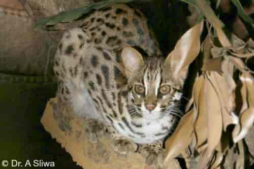 Leopard Cat