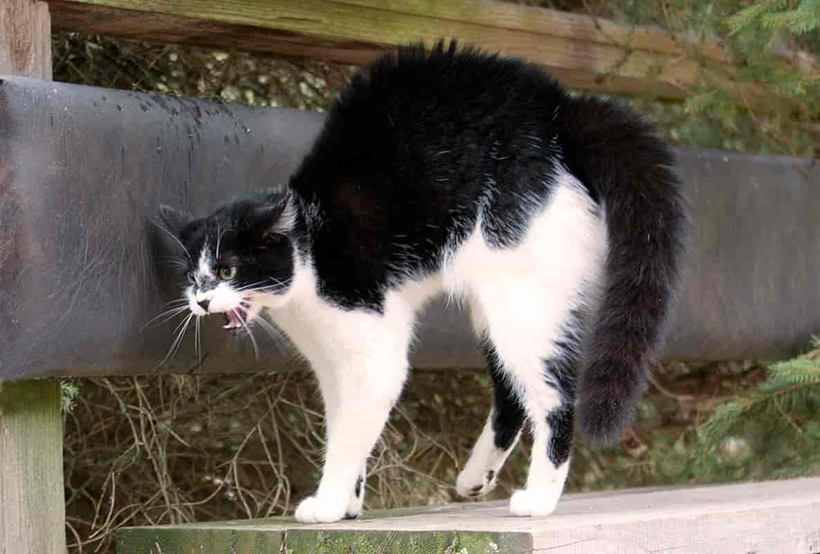 Drohung oder Stretching - Die Bedeutung des Katzenbuckels