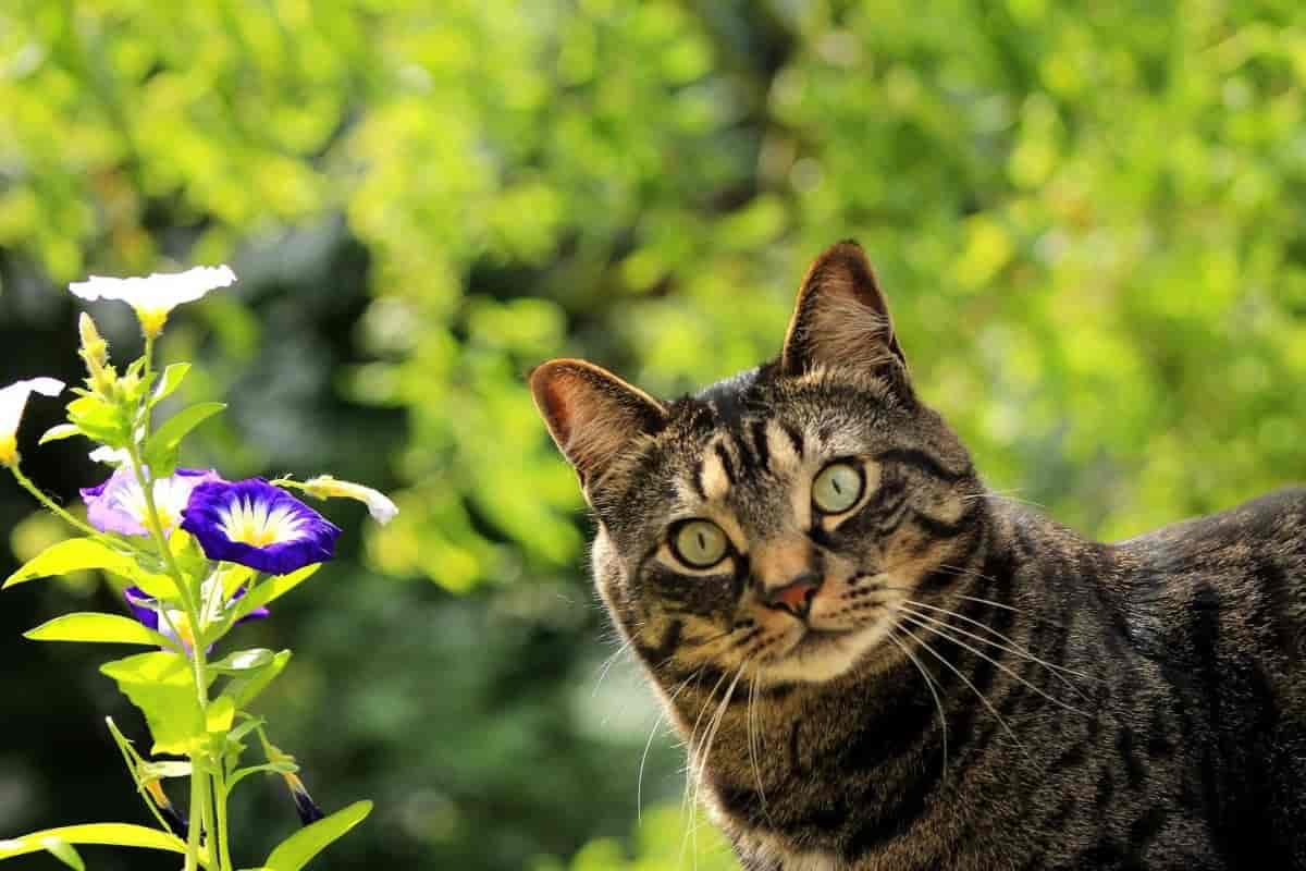 Wann darf meine Katze das erste Mal nach draußen?