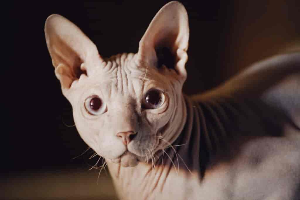 Eine umstrittene Nacktkatze: die einzigartige haarlose Sphynx