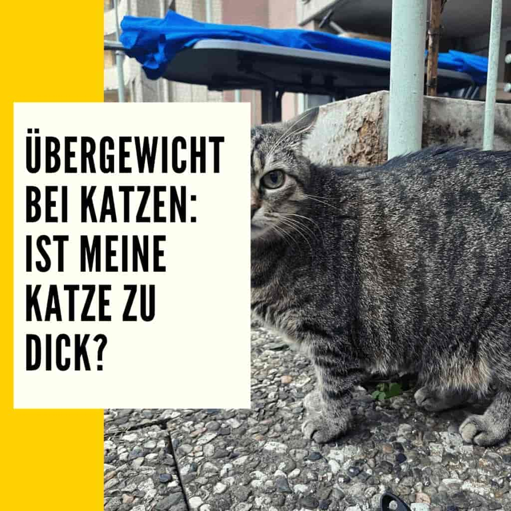 Katze Gewicht: ideales Gewicht, Übergewicht & Untergewicht!