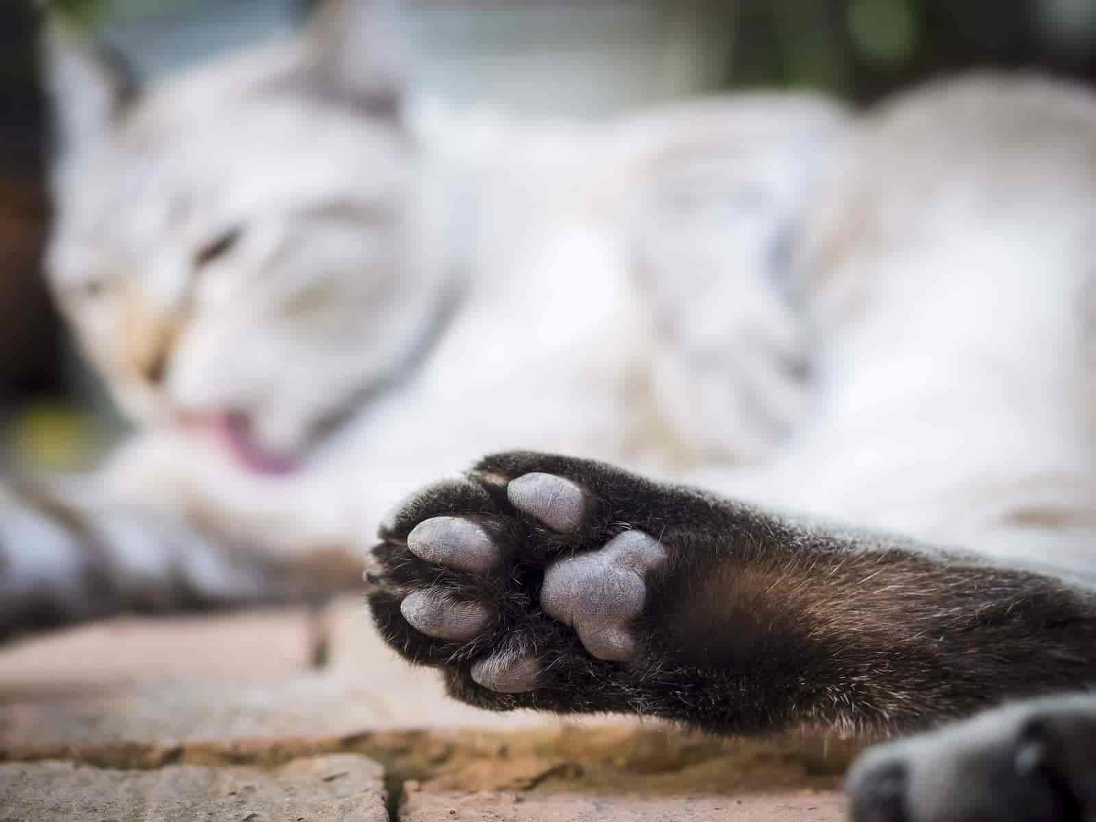 So werden die Pfotenballen Deiner Katze gepflegt