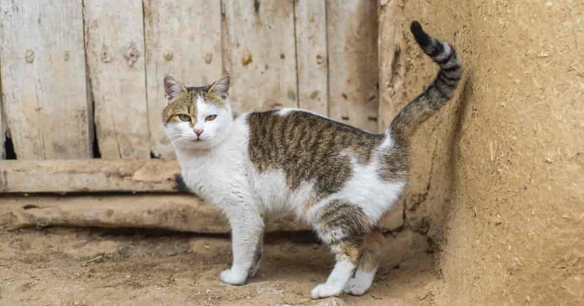 Warum pinkelt meine Katze auf den Teppich?