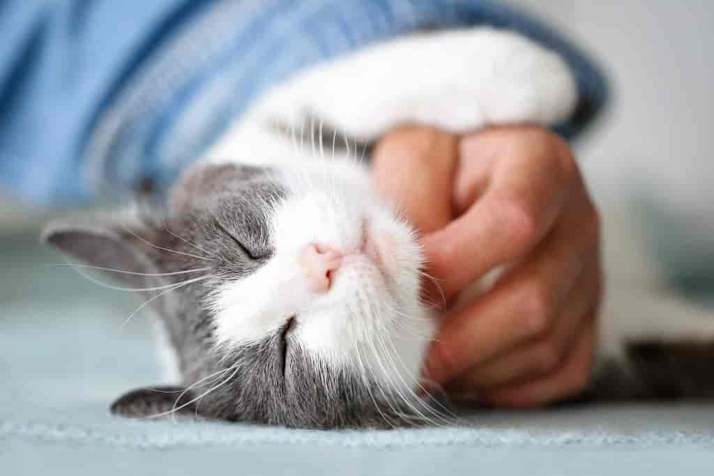 11 Tipps, um ängstlichen Katzen zu helfen