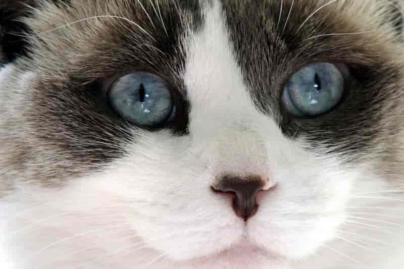 Ragdoll Cat Facts