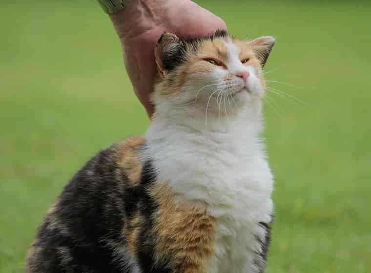 Katze streicheln: So geht’s richtig! (2)