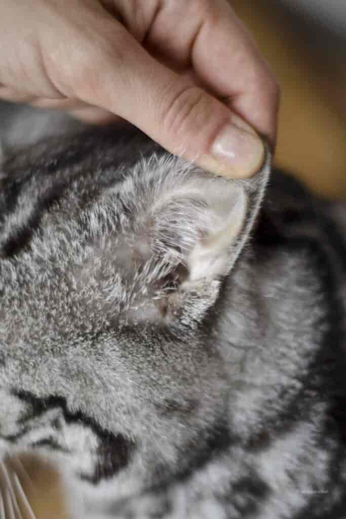 Ohrmilben bei der Katze: erkennen, vorbeugen und behandeln