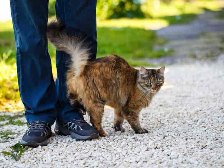 Katzenschwanz: Stimmungsbarometer der Katze