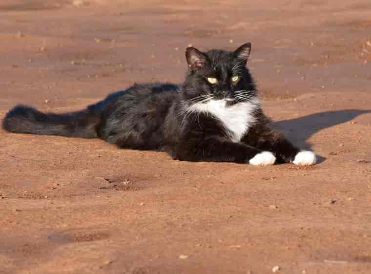 Tuxedo Cats: Katzen im Smoking