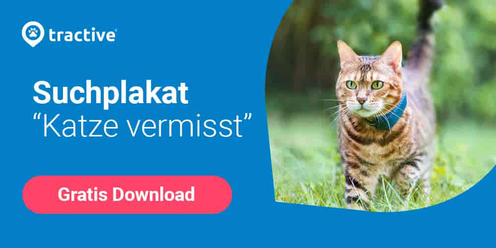 Katze vermisst? So findest du sie wieder und beugst erneutem Verschwinden vor!