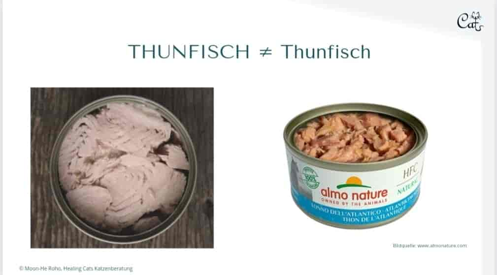 THUNFISCH IM EIGENEN SAFT IST SCHLECHT FÜR KATZEN