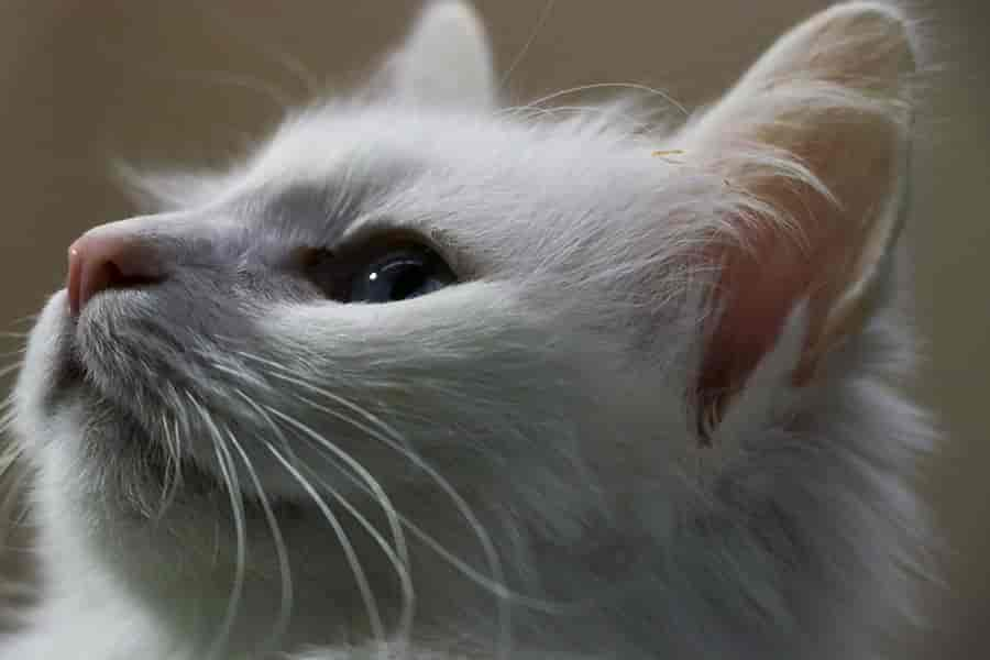 Turkish Van Cat Facts