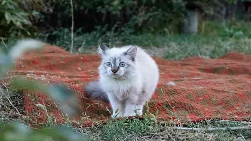 Meine Katze zittert: Was bedeutet das?