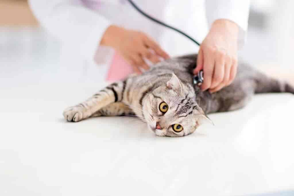 Hitzschlag bei Katzen: Häufige Ursachen und wie du helfen kannst