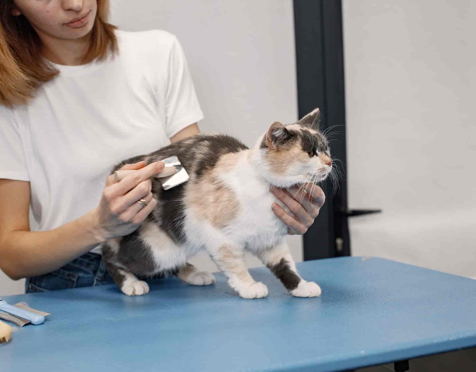 Katze zum Erbrechen bringen - der Karusell-Trick