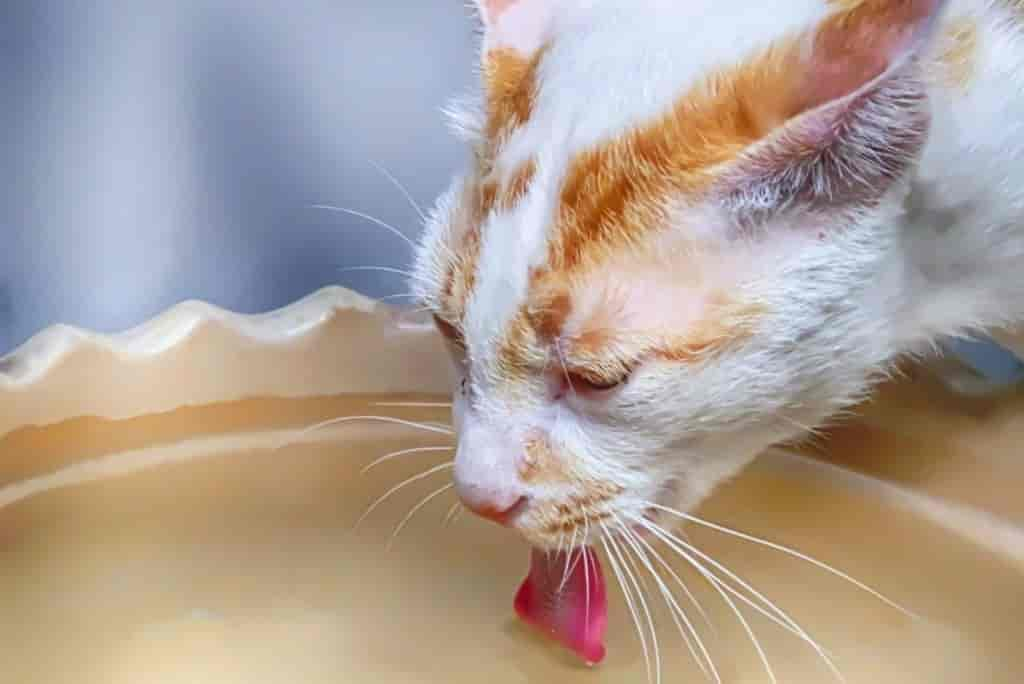 Mit diesen 5 Tricks animierst Du Deine Katze zum Trinken