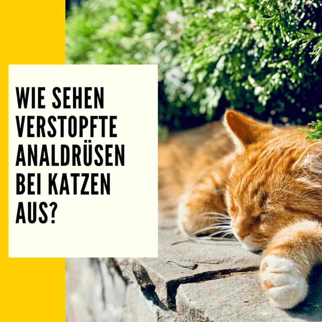 Analdrüse Katze: Erkennen & was man tun sollte!