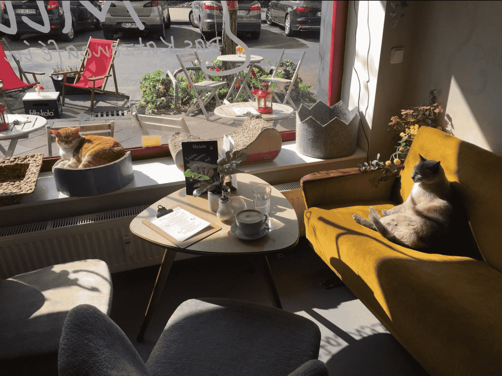 Katzencafés in NRW