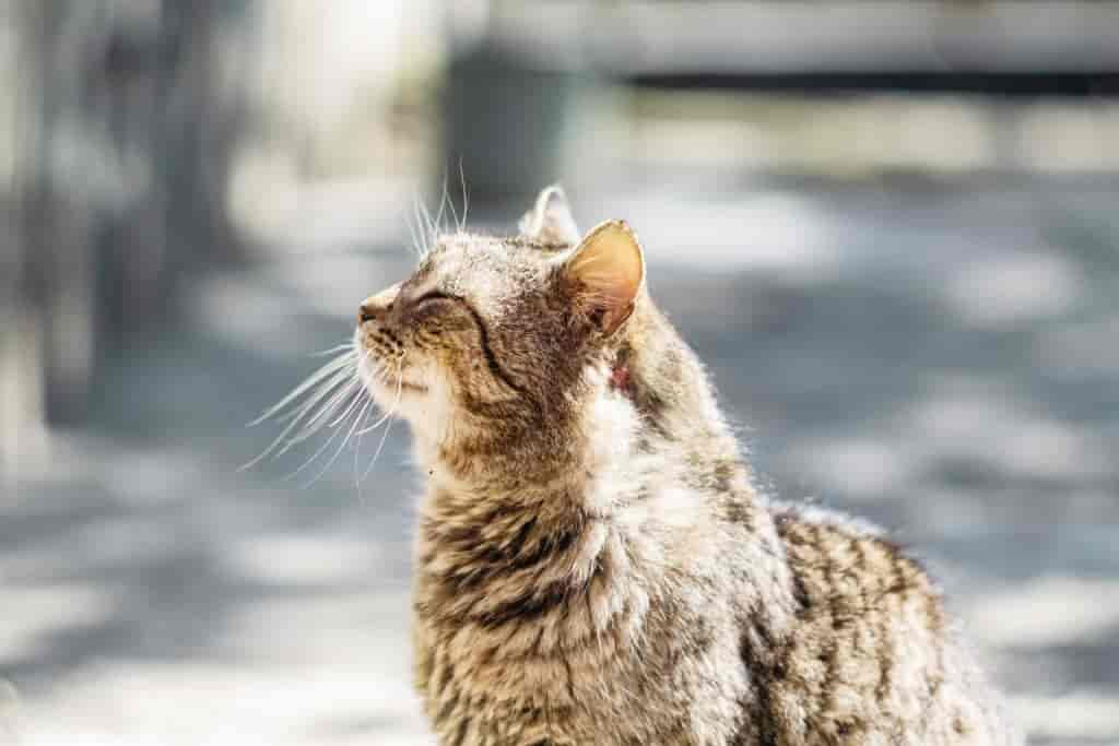 Demenz bei Katzen: Anzeichen, Behandlung und Prognose