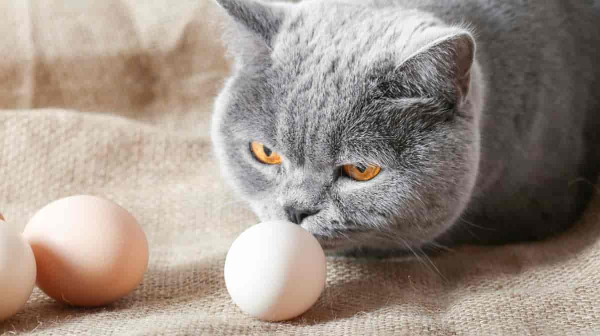 Dürfen Katzen Eier essen? Das musst du wissen!