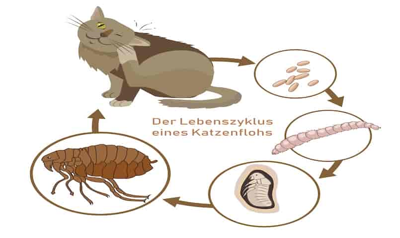 Flöhe bei Katzen – Wie du sie los wirst