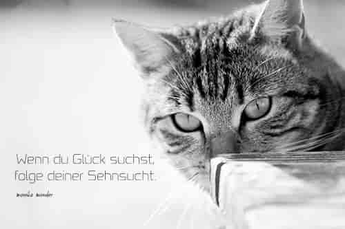 Katzen Sprüche & Gedichte