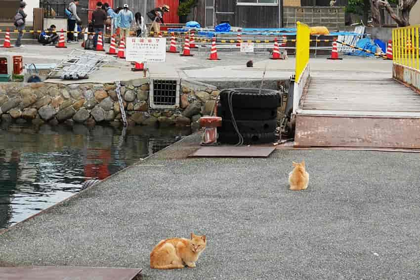 Katzeninsel Aoshima in Japan