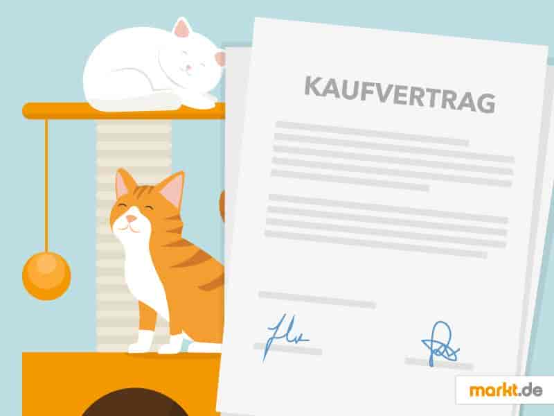 Kaufvertrag für Katzen - Darauf solltest Du bei der Adoption von Katzenkindern achten