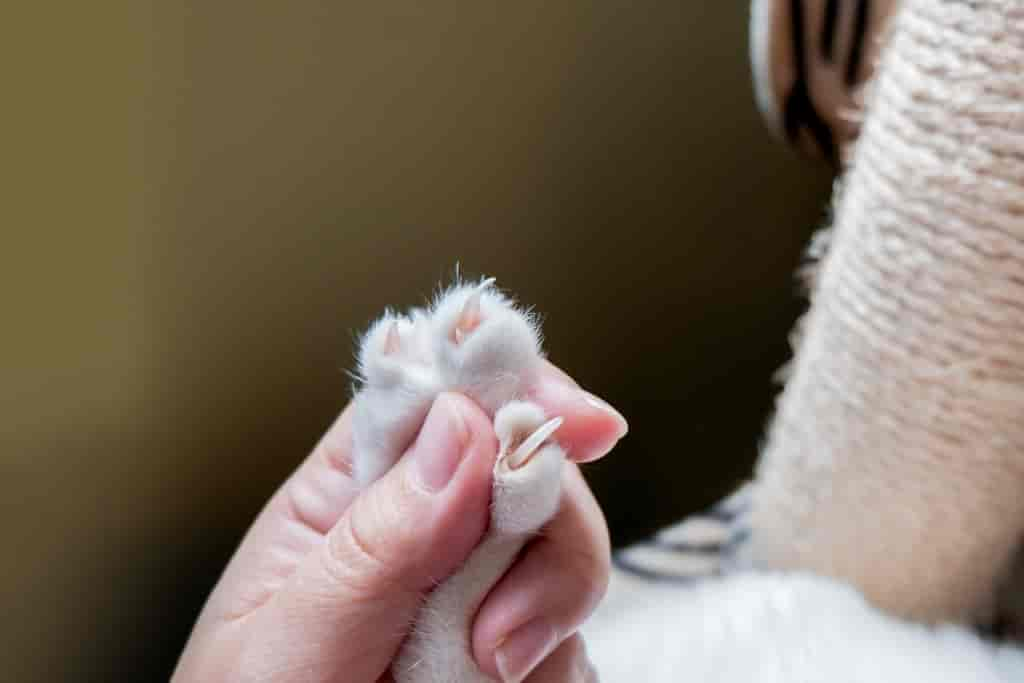 Schritt für Schritt: Zuhause bei Katzen Krallen schneiden